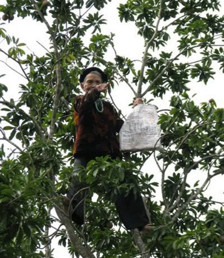 Đừng có mà khinh thường cụ, cụ biết trèo cây từ lúc mấy đứa còn chưa sinh ra đời nhé.