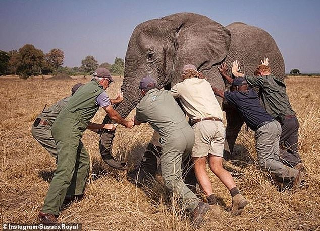 Hoàng tử Harry, ngoài cùng bên phải, giúp mọi người đẩy một chú voi trước khi nó được đưa tới khu bảo tồn động vật hoang giã ở Malawi, Châu Phi.