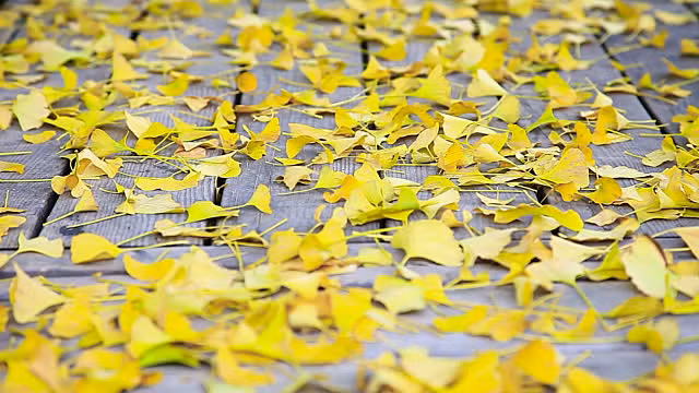 Bất chợt thấy cả hoa và lá rơi xuống đất trong giấc mơ là điềm báo có mẫu thuẫn trong gia đình.