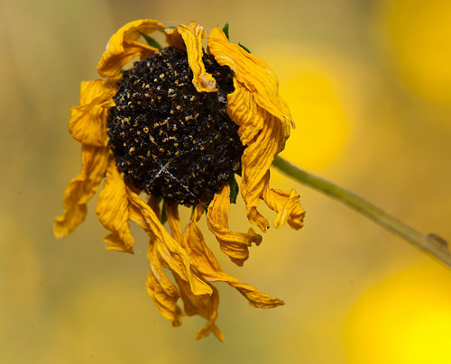 Trong mơ bạn thấy những bông hoa héo trong vườn là điềm báo bạn phải đối mặt với thảm họa sắp xảy ra.