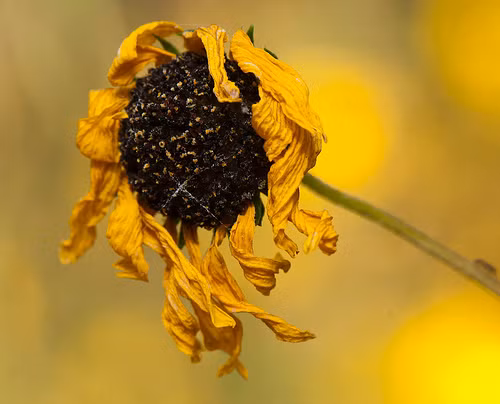 Trong mơ bạn thấy những bông hoa héo trong vườn là điềm báo bạn phải đối mặt với thảm họa sắp xảy ra.