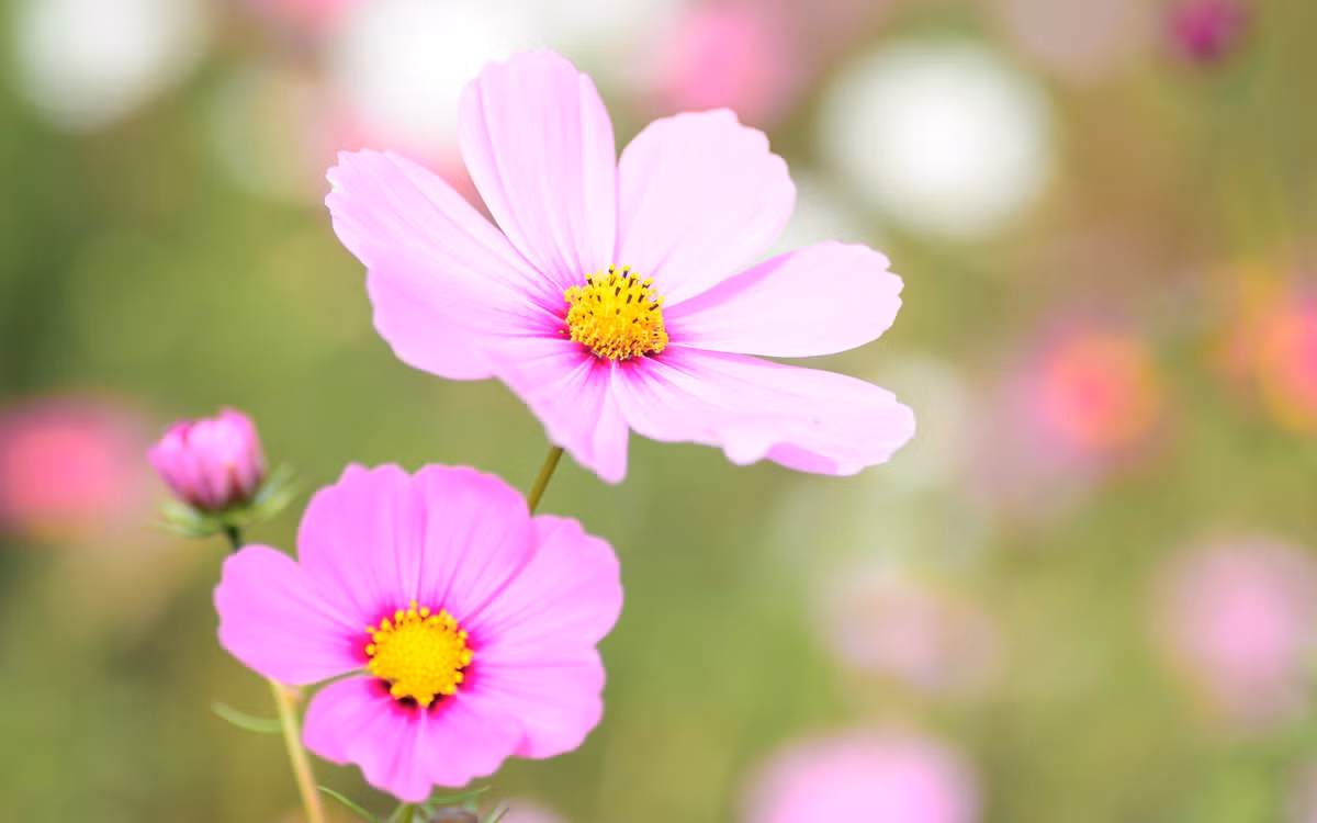 Trong mơ, bạn thấy mình hái được bông hoa tươi nhưng sau đó lại tuột khỏi bàn tay cho thấy bạn khó thực hiện được niềm mong ước hoặc sẽ bị thiệt hại về kinh tế.