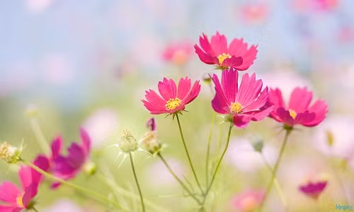  Mơ thấy hoa tươi là dấu hiệu chủ nhân sớm được hưởng một cuộc sống hạnh phúc.