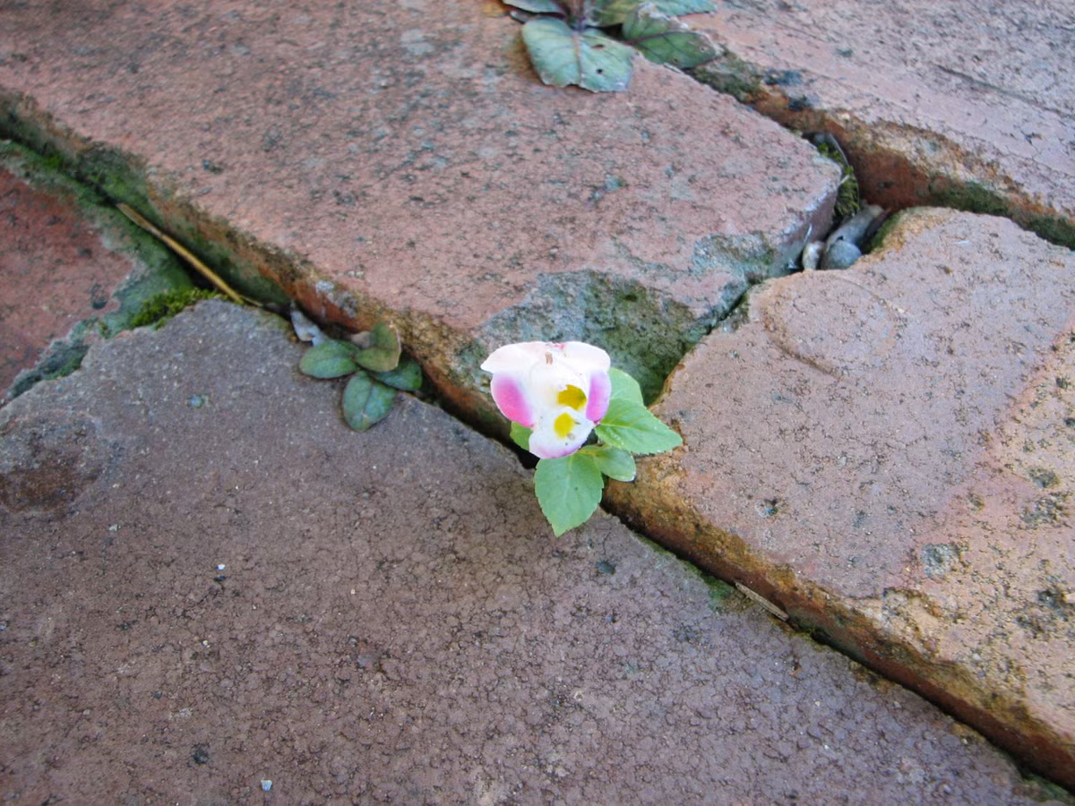 Giấc mơ về ai đó giẫm lên hoa như ám chỉ một thảm họa sẽ đến.