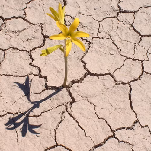 Hoa mọc trên bãi đất cằn báo hiệu bạn sẽ gặp phải chuyện đau khổ. Tuy nhiên, bạn sẽ nhanh chóng vượt qua.