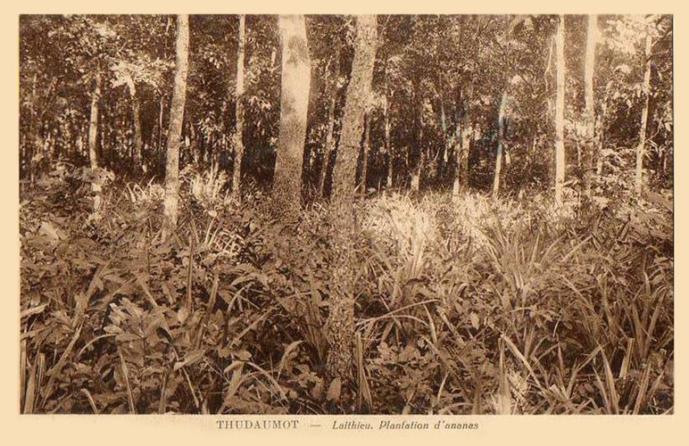 Khu đồn điền trồng dứa ở Lái Thiêu. Ảnh tư liệu.