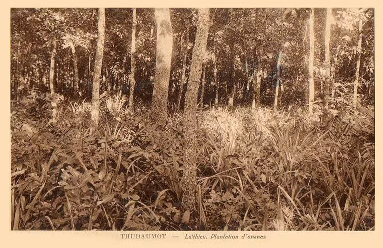 Khu đồn điền trồng dứa ở Lái Thiêu. Ảnh tư liệu.