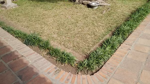 Khu vực cỏ bị giẫm đạp không thể phát triển xanh, đều giống như những chỗ khác.