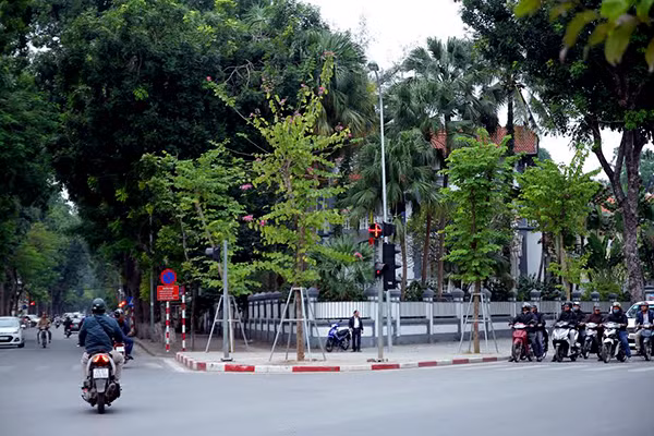 Những ngày này nhiều người di chuyển trên một số tuyến đường phố của Hà Nội đều không khỏi ngỡ ngàng trước hình ảnh những cây hoa Ban dù mới được trồng đã nở hoa tím tuyệt đẹp.