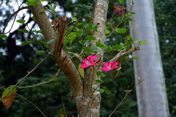 Trao đổi với PV Kiến Thức, lãnh đạo Công ty TNHH MTV công viên cây xanh Hà Nội cho biết: "Đây là những cây hoa Ban được mang từ vùng Tây Bắc. Nhờ kỹ thuật chăm bón cùng với khí hậu trong lành khiến hoa ban nhanh chóng phát triển. Hoa Ban Tây Bắc thường nở vào 2 mùa (mùa này và mùa tháng 2, tháng 3 Âm lịch).