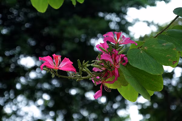 Bông hoa Ban cùng nhau khoe sắc tím lãng mạn giữa ngày đông.