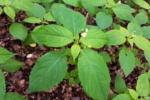 Dung la loc mai chua tao bon, 2 tre nho nguy kich