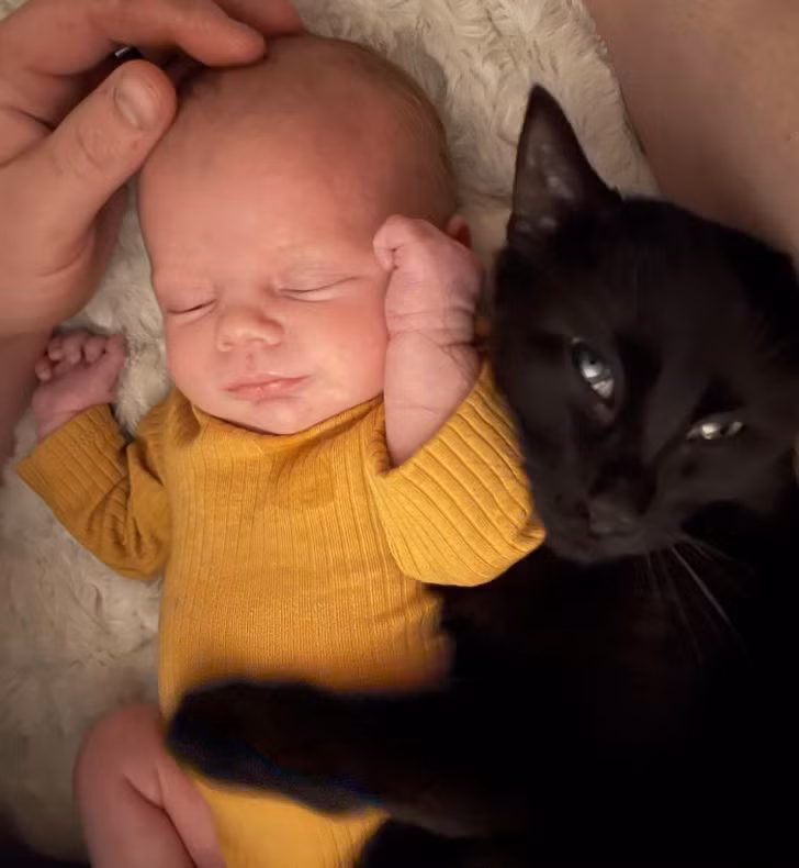 Em bé sơ sinh ngủ ngon lành trong vòng tay "bạn" mèo.