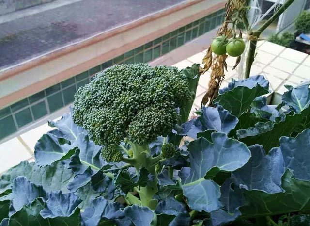 Một số loại rau xanh có tác dụng tốt cho việc giảm cân là bông cải, rau muống, dưa leo, măng tây, xà lách... Để giữ được giá trị dinh dưỡng của rau, chị em nên lựa chọn phương pháp luộc hoặc hấp, tránh xào nấu ở nhiệt độ cao vì dễ làm hao hụt vitamin.