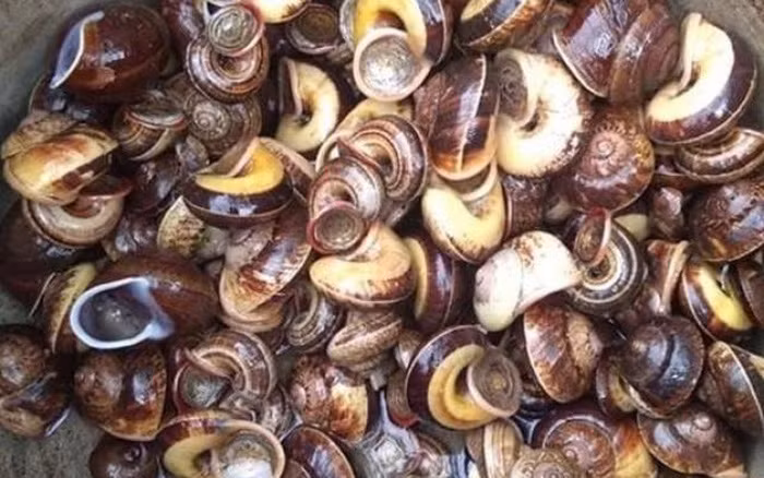 Tuy nhiên, ốc thường sống ở nơi đất bẩn, trong môi trường như vậy sẽ có rất nhiều ký sinh trùng và khó có thể làm sạch. Vì vậy, ăn nhiều ốc sẽ gây hại cho cơ thể.