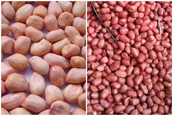 3. Hạt lạc khô: Hạt lạc là thực phẩm chứa nhiều chất béo, vitamin tốt cho sức khỏe. Tuy nhiên, nó không thích hợp để bảo quản trong tủ lạnh. Nguyên nhân chính là do tủ lạnh sẽ hút độ ẩm trong lạc. 