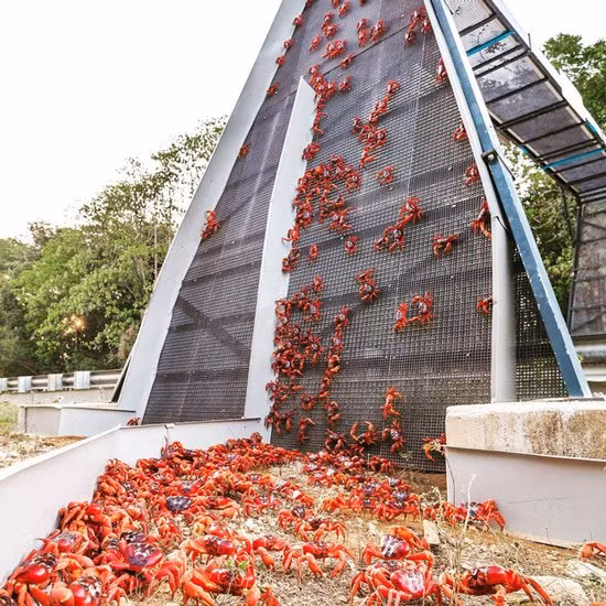 Trên đảo Giáng Sinh ở Úc, người ta đã xây dựng một cây cầu dành riêng cho khoảng 45 triệu con cua đỏ địa phương di cư.