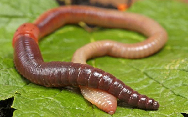 Con người và hầu hết sinh vật trên Trái Đất đều có một trái tim, tuy nhiên bạn sẽ bất ngờ khi biết rằng có một số động vật tuy nhỏ bé nhưng lại có nhiều quả tim trên khắp cơ thể. Một trong số đó là giun đất.