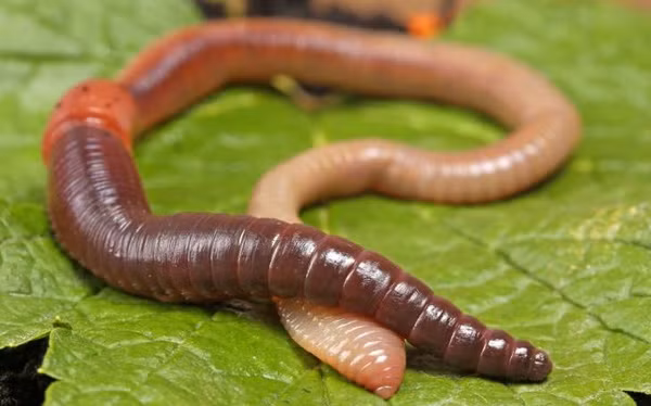 Con người và hầu hết sinh vật trên Trái Đất đều có một trái tim, tuy nhiên bạn sẽ bất ngờ khi biết rằng có một số động vật tuy nhỏ bé nhưng lại có nhiều quả tim trên khắp cơ thể. Một trong số đó là giun đất.