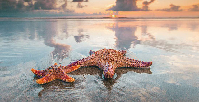 Sao biển - một trong những loài vật có nhiều trái tim trên khắp cơ thể.