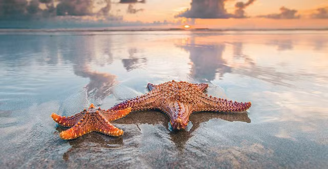 Sao biển - một trong những loài vật có nhiều trái tim trên khắp cơ thể.