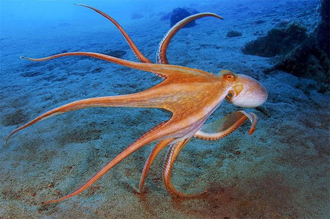 Trong khi quả tim còn lại nằm ở giữa chúng, à systemic heart với nhiệm vụ bơm máu đã đầy oxi trở lại cơ thể.