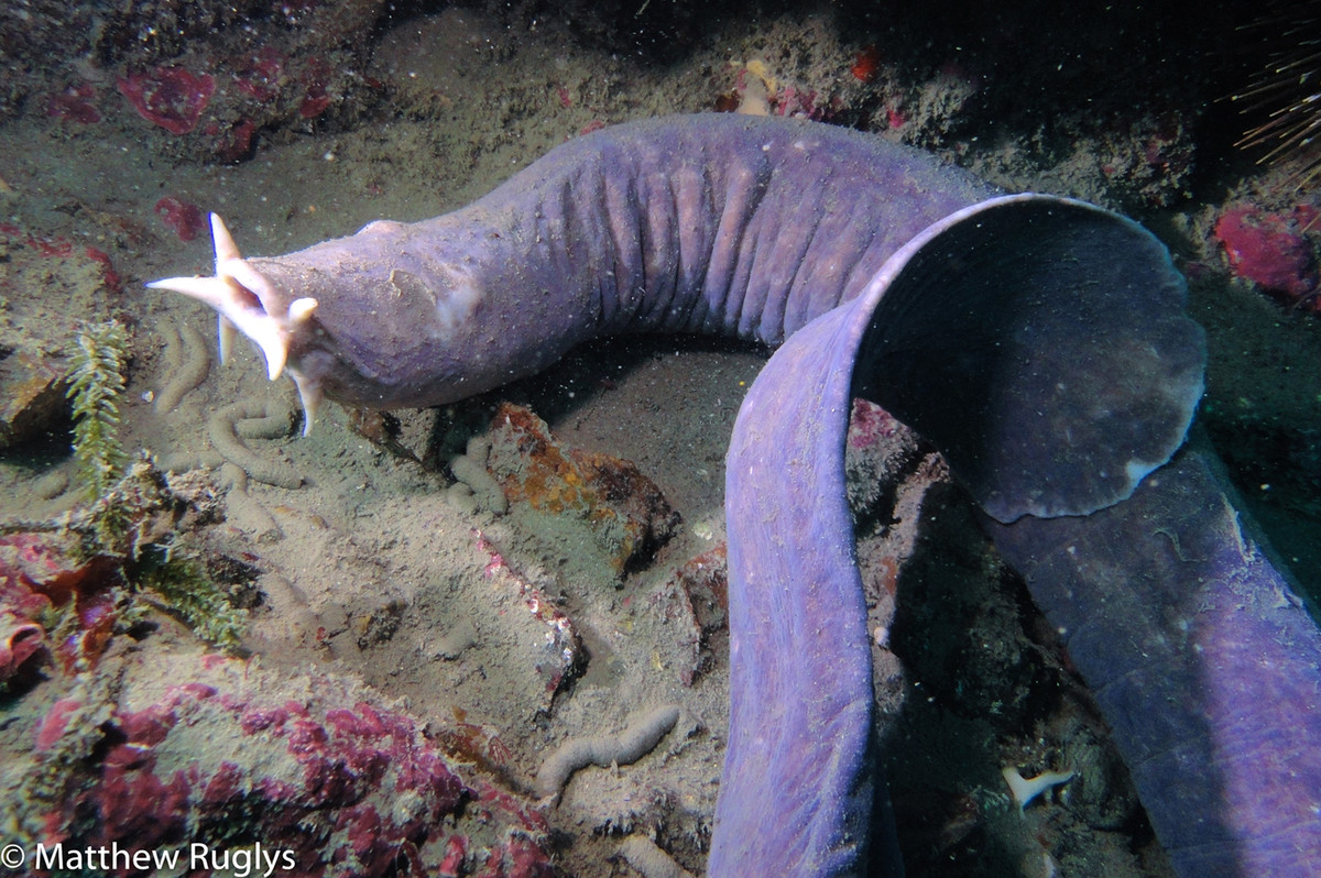 Một quả tim có nhiệm vụ bơm máu chính, được gọi là brachial heart, trong khi ba quả tim còn lại đóng vai trò hỗ trợ.