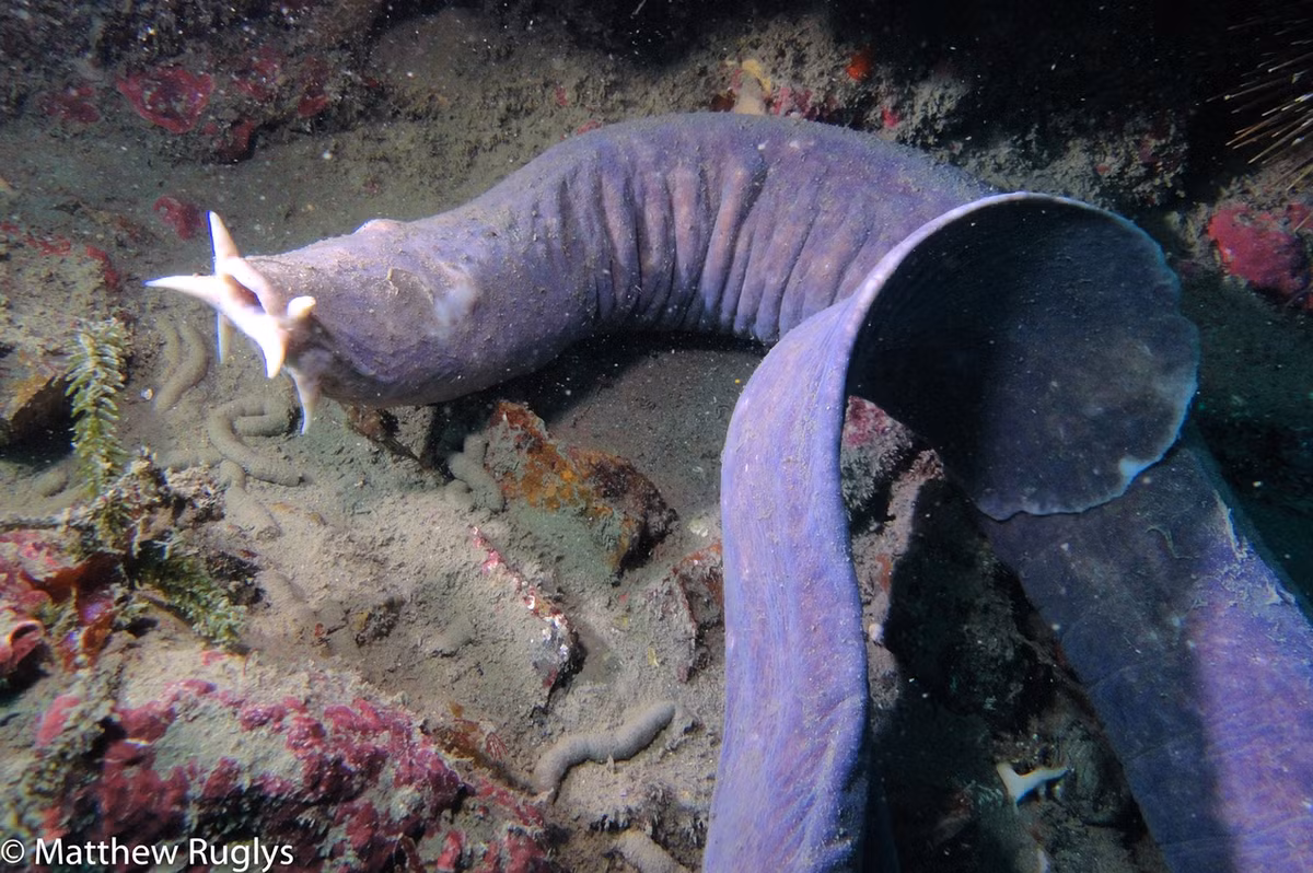 Một quả tim có nhiệm vụ bơm máu chính, được gọi là brachial heart, trong khi ba quả tim còn lại đóng vai trò hỗ trợ.