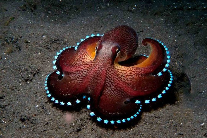 Hai quả tim chính của mực nằm tại đáy của hai mang, là brachial heart với nhiệm vụ đẩy máu cần oxi qua mang.