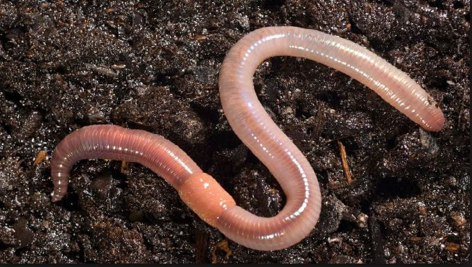 Và điều còn gây bất ngờ hơn là những cấu trúc này nằm gần phần miệng của giun đất. Khác với loài người là chúng có hệ thống tuần hoàn mở nên hemoglobin chỉ trôi dạt giữa những chất còn lại chứ không được hấp thu hay chuyển hóa.
