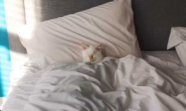 Chú mèo Clyde của nhà Amanda thực chất không hề ngồi trên mây, mà chỉ ngồi trong nhà nhìn ra cửa sổ. Tuy nhiên hình ảnh chú mèo phản chiếu trên cửa kính đúng khoảnh khắc đám mây bên ngoài trôi qua tạo thành hiệu ứng đặc biệt.