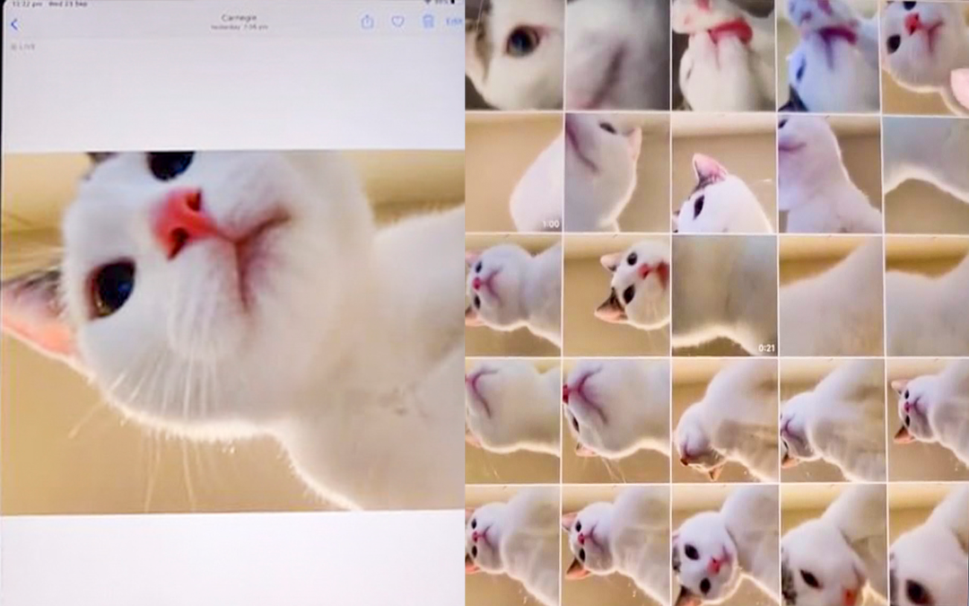 Trước đó không lâu, một chú mèo đã trở thành "ngôi sao mạng xã hội" sau khi những bức ảnh "tự sướng" đầy chuyên nghiệp mà nó tự chụp bằng máy tính bảng được chủ nhân chia sẻ lên Internet.