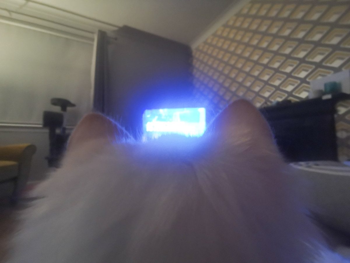 Chú mèo có bộ lông trắng muốt mượt mà, khuôn mặt đáng yêu với đôi mắt to tròn và cực kỳ quấn người.