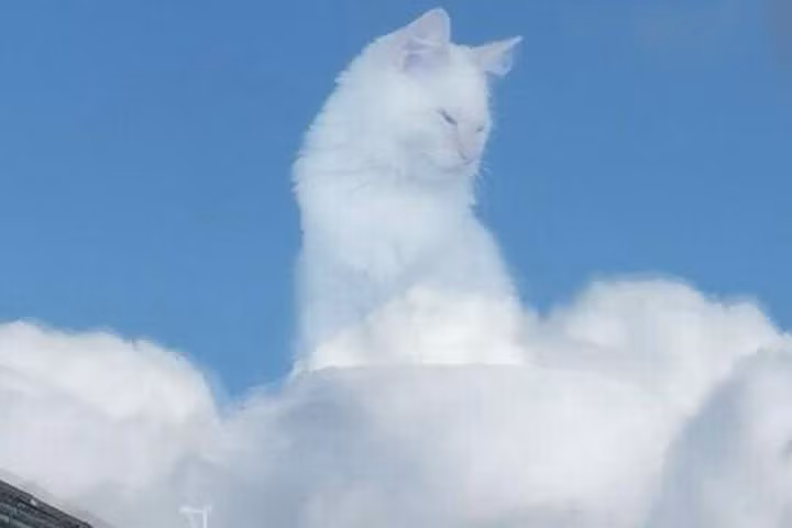 Bức ảnh được đăng lên Twitter bởi một người tên là Amanda Hyslop ở Scotland khiến nhiều người hiểu lầm là tác phẩm của photoshop. Tuy nhiên chủ nhân bức ảnh lên tiếng cho biết việc cô làm cho chú mèo nhà mình trông như một vị thần ngồi trên mây nhìn xuống là hoàn toàn tình cờ.