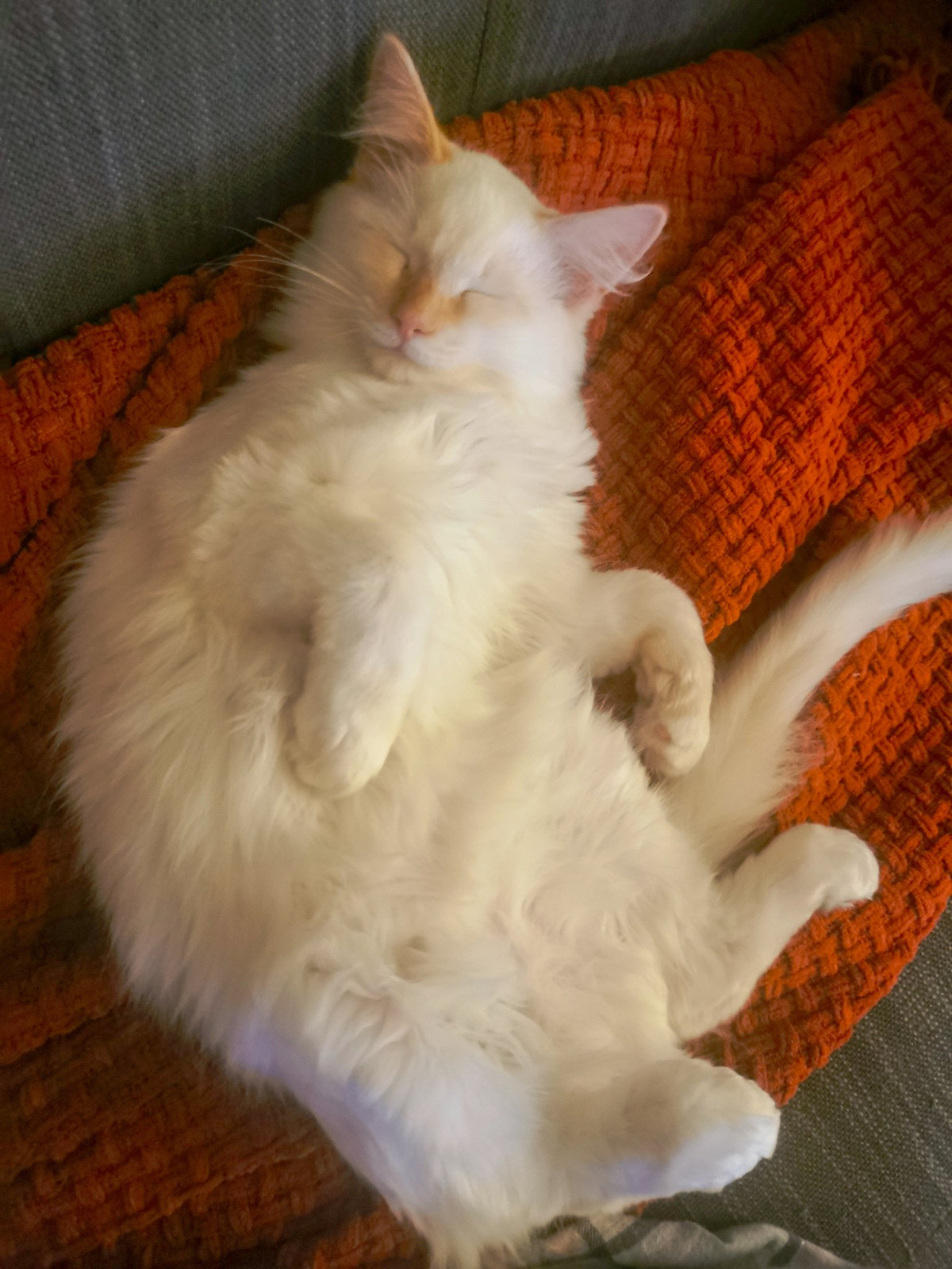 Và đây chính là chân dung Clyde - chủ nhân của bức ảnh triệu like gây sốt mạng xã hội những ngày qua.