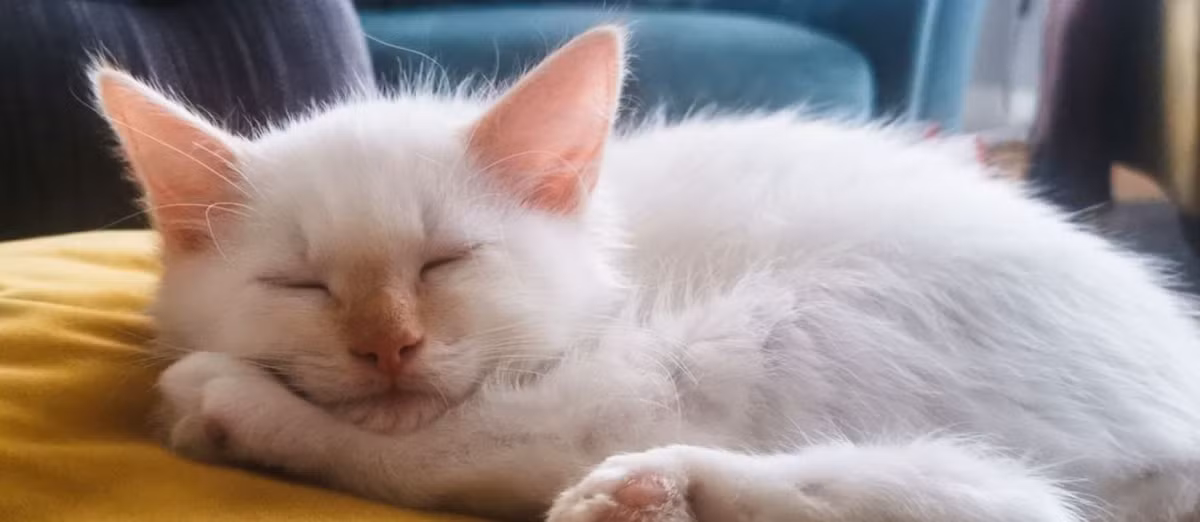 "Đây không phải chuyện tình cờ đâu, chú mèo đó chỉ đang cho thấy bản sắc thật của mình thôi", một tài khoản khác bình luận. Trên mạng xã hội Twitter, người ta thi nhau chia sẻ hình ảnh của Clyde khiến nó bỗng nhiên trở nên nổi tiếng.