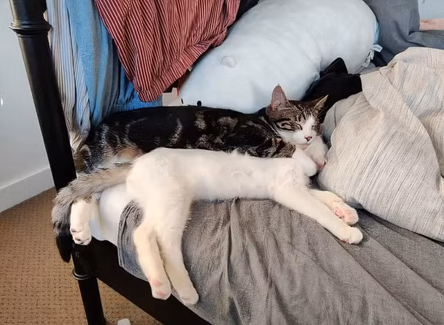 Loạt ảnh mèo selfie nhanh chóng "gây sốt", thu hút hàng trăm nghìn lượt xem, hơn 25.000 lượt thích và bình luận, giúp chú mèo Er Niu bỗng trở nên nổi tiếng.