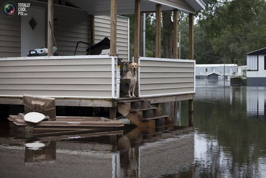 Trong khi từ phía xa, đồng loại của nó đang ao ước được bước ra khỏi dòng nước mênh mông này.