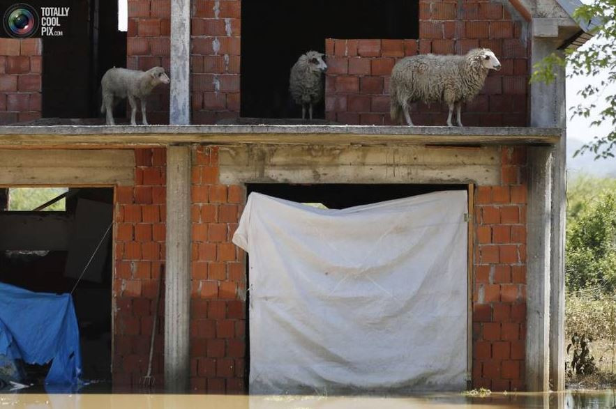 Trèo lên một ngôi nhà đang xây dở, tránh lũ an toàn, nhưng những con cừu thông minh vẫn đi lại phía ngoài để những đội cứu hộ có thể nhìn thấy.
