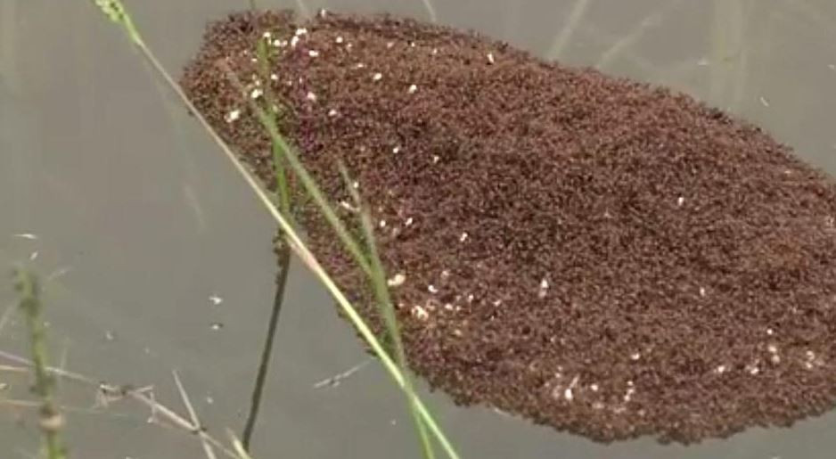 Khi lũ về, tổ bị cuốn phăng, những con kiến sẽ bám chặt lấy nhau tạo thành một đảo kiến nhỏ, Nhờ có sự đoàn kết triệt để đối phó với lũ mà chúng có thể sống sót qua vài ngày chờ nước cạn.