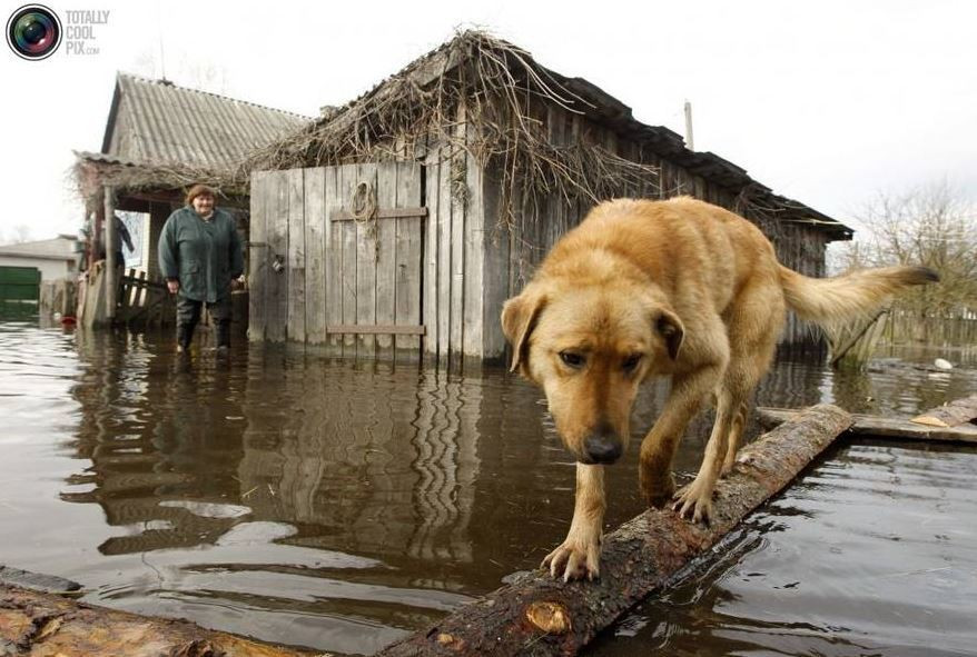 Chú chó đi lại dễ dàng trên những tấm gỗ và cành cây đổ.