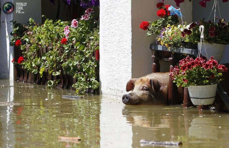 Những con lợn to béo cũng nhanh trí với cách chống lũ thông minh chứ không chịu nằm yên chờ chết. Nó tìm kiếm chỗ cao nhất mình có thể đứng và chịu khó ngâm nước cho đến khi được cứu.