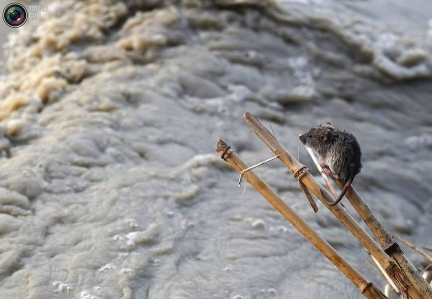 Trong khi đồng loại của nó cũng đã tìm thấy một điểm tựa vững chắc khác là cây cọc cao để trốn lũ qua ngày.