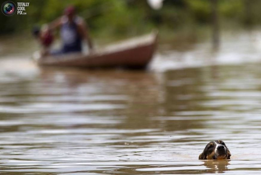 Chú chó đáng thương vận dụng hết khả năng bơi lội để tiến về phía thuyền cứu hộ.