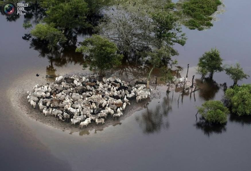 Để cầm cự qua cơn lũ, đàn dê cố gắng nép vào nhau giữa một ''ốc đảo'' hình thành bất đắc dĩ.