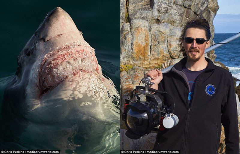 Nhà sinh vật biển kiêm nhiếp ảnh gia Chris Perkins đã liều mình lặn xuống biển sâu ghi lại khoảnh khắc cá mập trắng lớn "khoe nanh vuốt" đáng sợ.