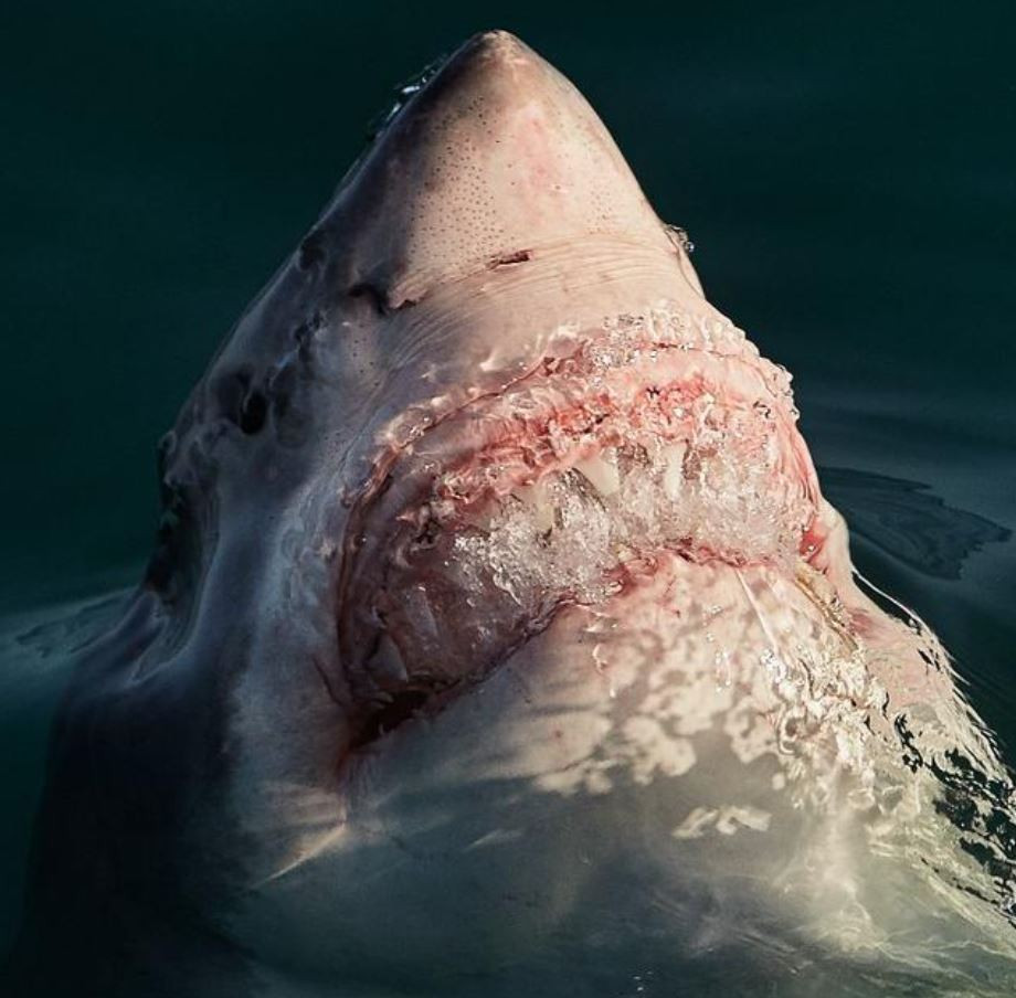 Theo Tổ chức Quốc tế về Bảo tồn Thiên nhiên (WWF), cá mập trắng khổng lồ là loài cá săn mồi lớn nhất thế giới, có khả năng xé toạc con mồi rồi nuốt chửng và cũng là loài cá đứng đầu về tỷ lệ tấn công con người.