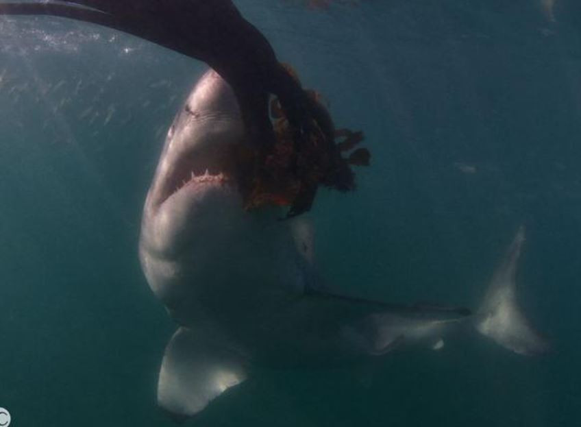 Để có được những tấm hình cá mập trắng khoe hàm răng kinh dị này, nhiếp ành gia Chris Perkins đã từng gặp nhiều tình huống nguy hiểm đến tính mạng.