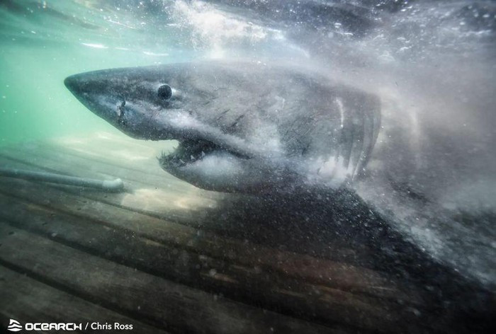 Cá mập ''nữ hoàng đại dương'' Nukumi là cá thể lớn nhất trong số tám con cá mập trắng mà các nhà nghiên cứu đã lấy mẫu trong chuyến thám hiểm đã kéo dài gần một tháng.