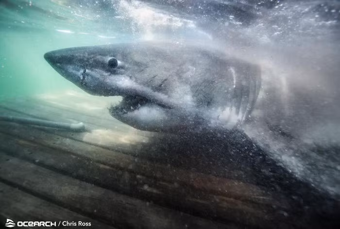 Cá mập ''nữ hoàng đại dương'' Nukumi là cá thể lớn nhất trong số tám con cá mập trắng mà các nhà nghiên cứu đã lấy mẫu trong chuyến thám hiểm đã kéo dài gần một tháng.
